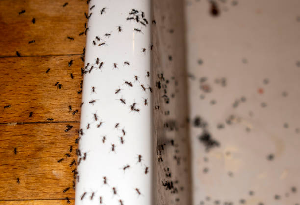 Best Cockroach Control Services  in West Point, GA